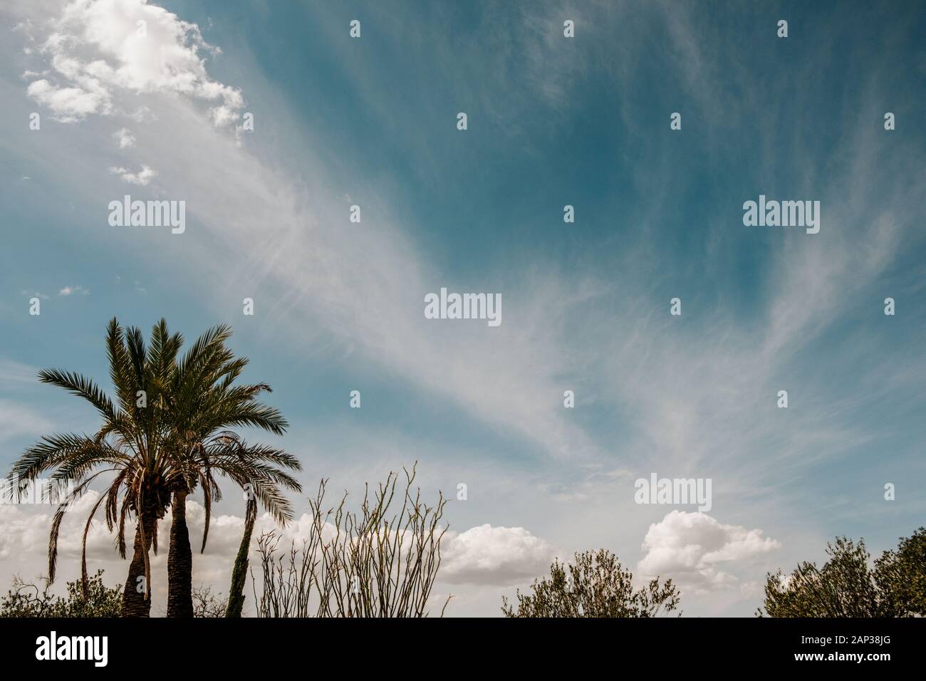 palm tree and sunny blue sky Stock Photo - Alamy