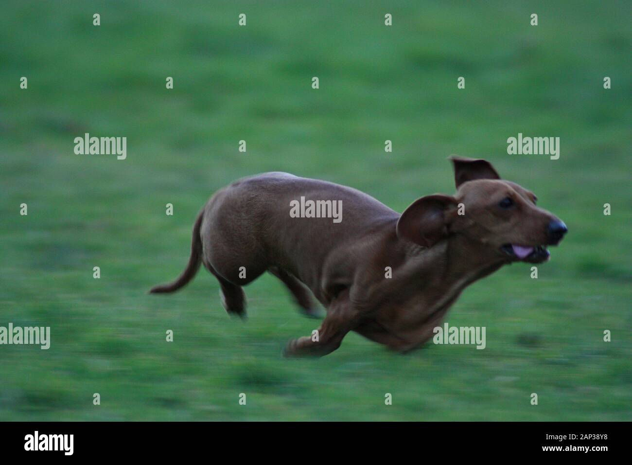 One of the world's best loved dog breeds, the Miniature Dachshund