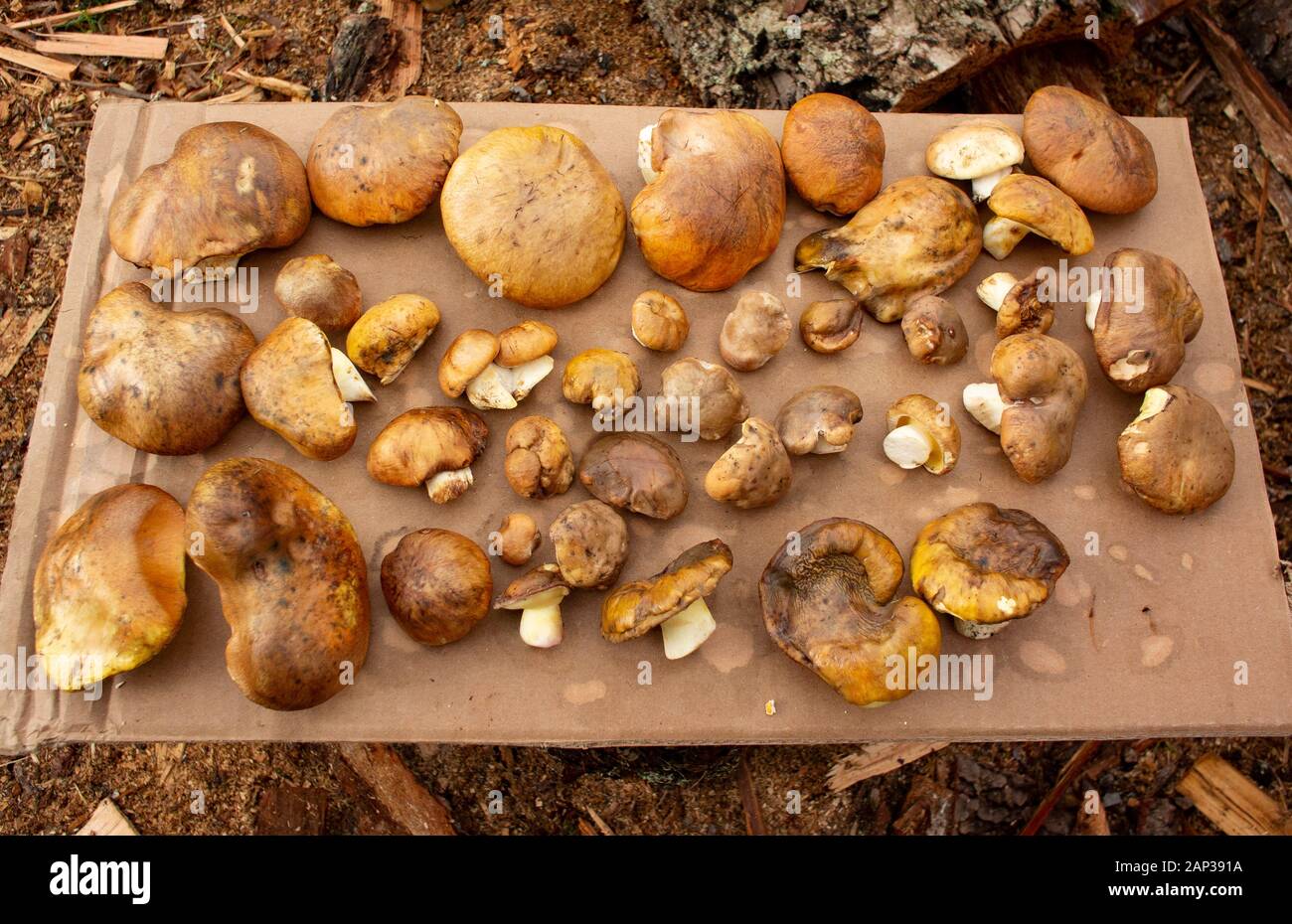 Suillus brevipes. Short Stemmed Bolete Mushrooms drying on a piece of cardboard. Troy, Montana This Suillus species goes by the common names Short Ste Stock Photo