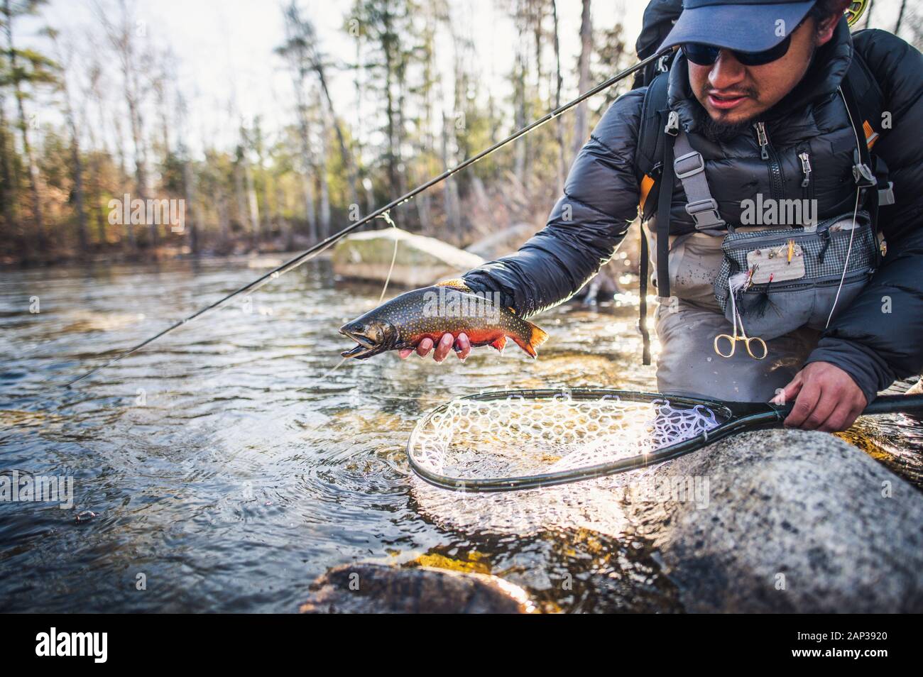 A man prepares to release a brook trout in Maine Stock Photo