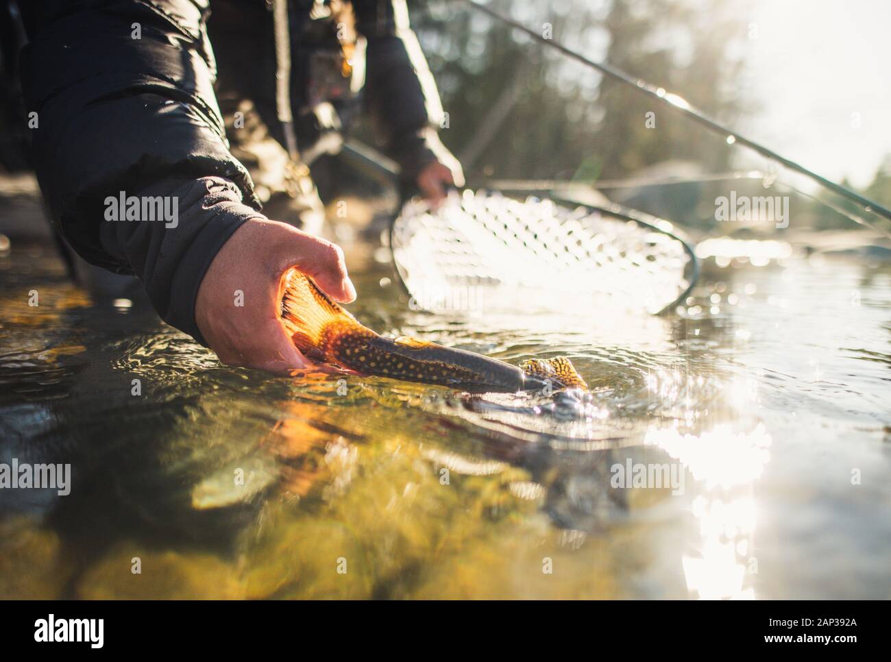 A man releases a large brook trout on a river in Maine Stock Photo Alamy