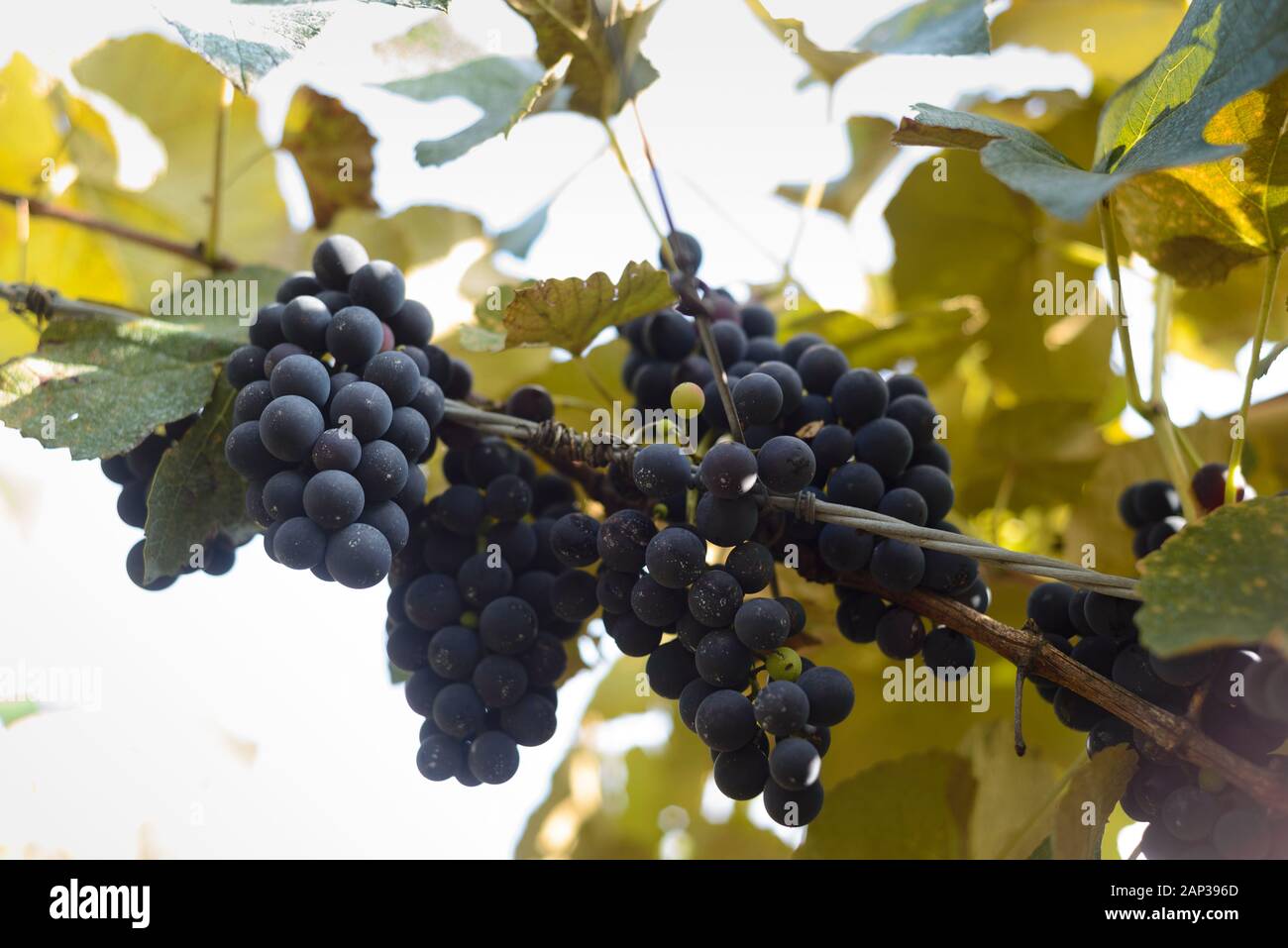 Grapes and grapevine at a vineyard in Brazil Stock Photo Alamy