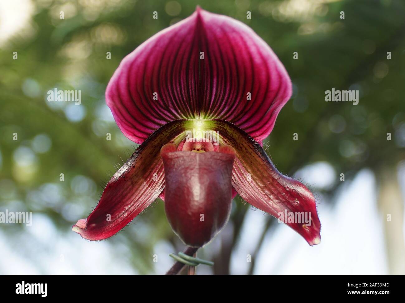 Beautiful purple and white paphiopedilum orchid flower Stock Photo