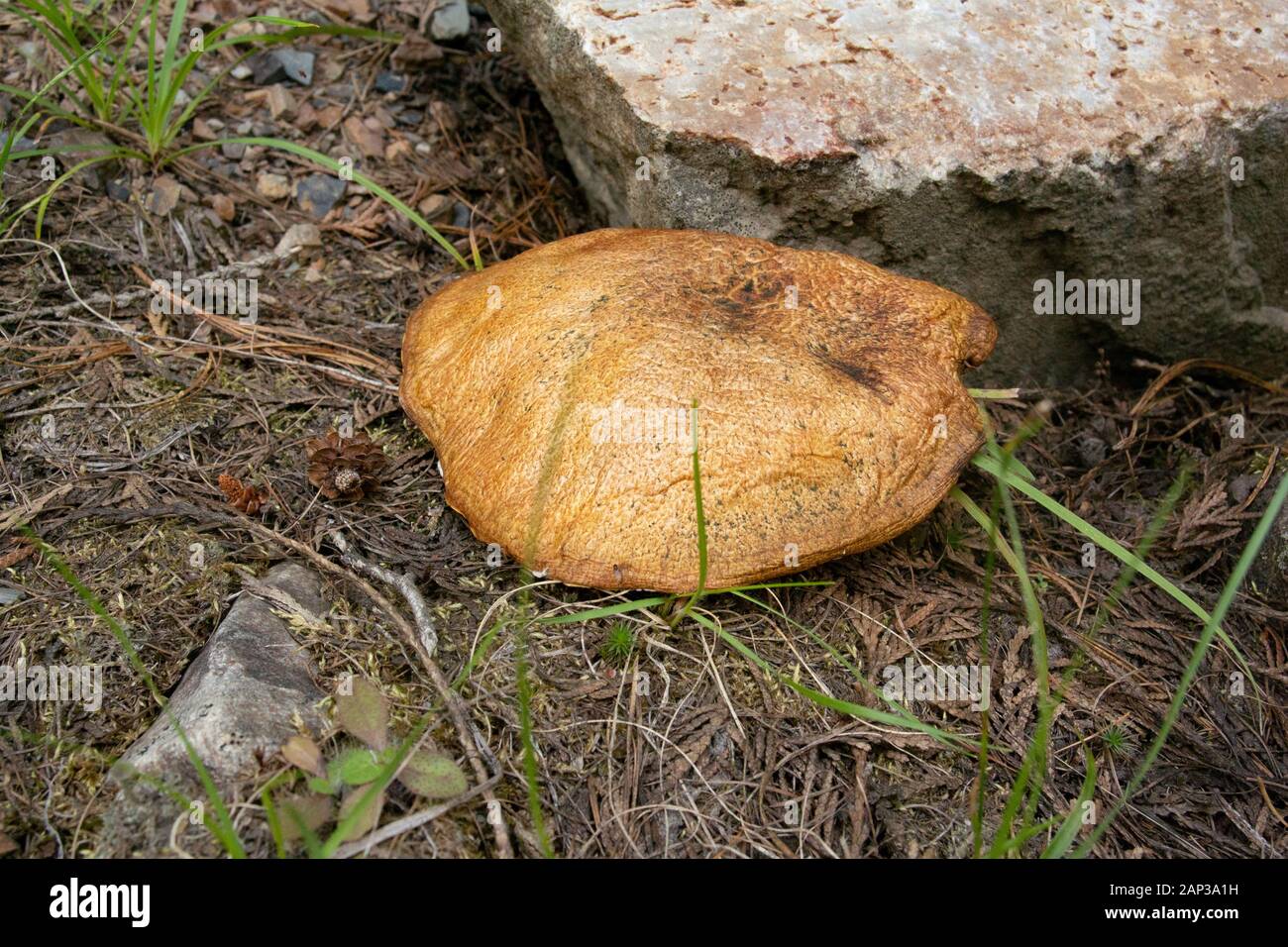 Suillus lakei. An old Western Painted Suillus Mushroom growing in rocky soil, in the