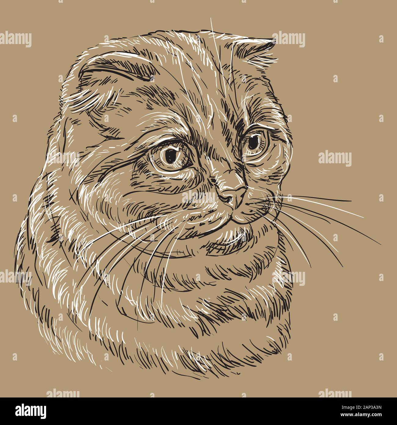 Vector hand drawing portrait of scottish fold cat in black and white colors isolated on beige background. Monochrome realistic portrait of scottish ca Stock Vector