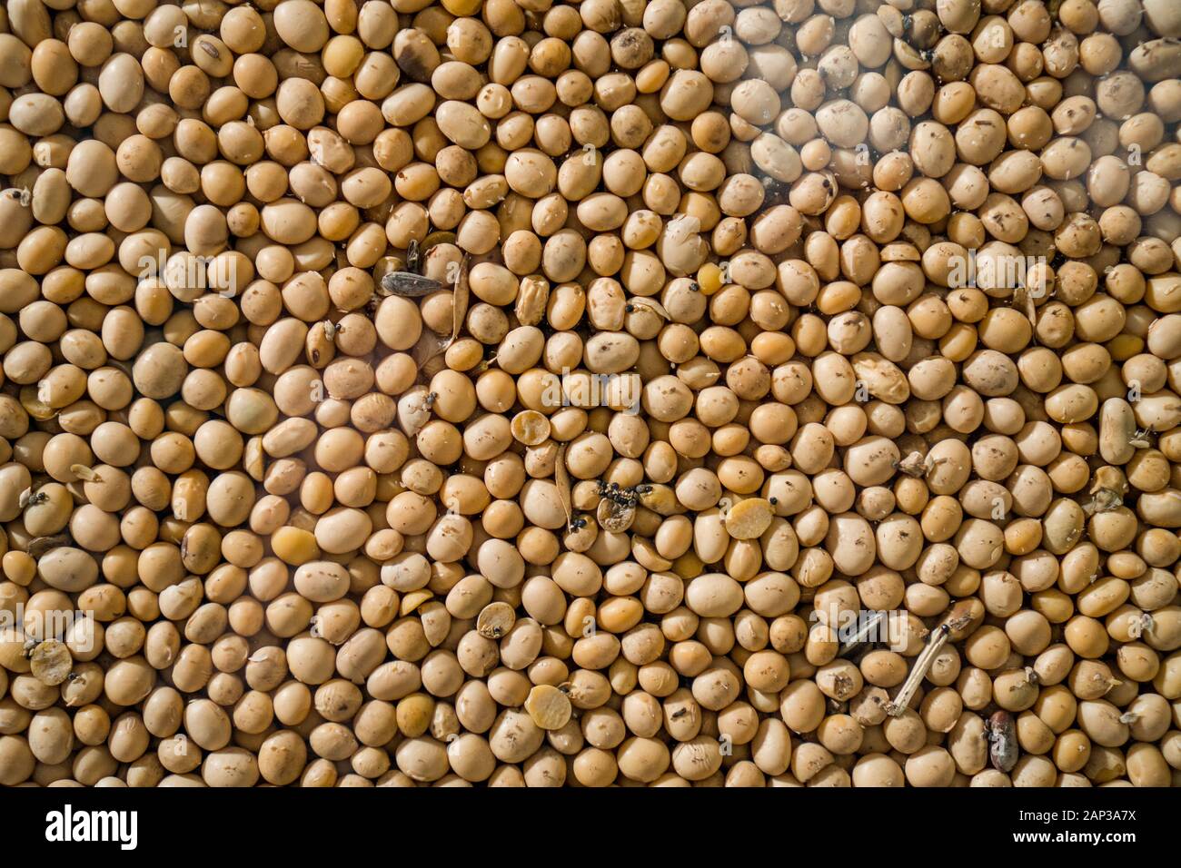 Soya Beans, Soybeans Background. Soybeans texture. top view. Healthy food. soy pattern. soya Raw bean seed food organic. High in fiber, supplementary Stock Photo