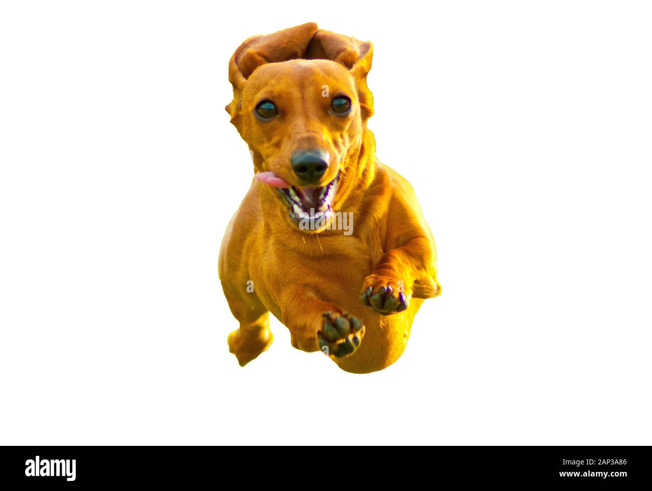 mini dachshund pet supplies