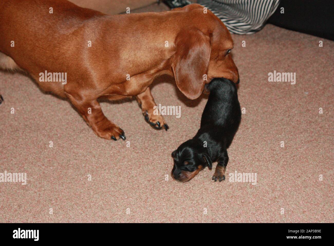 One of the world's best loved dog breeds, the Miniature Dachshund