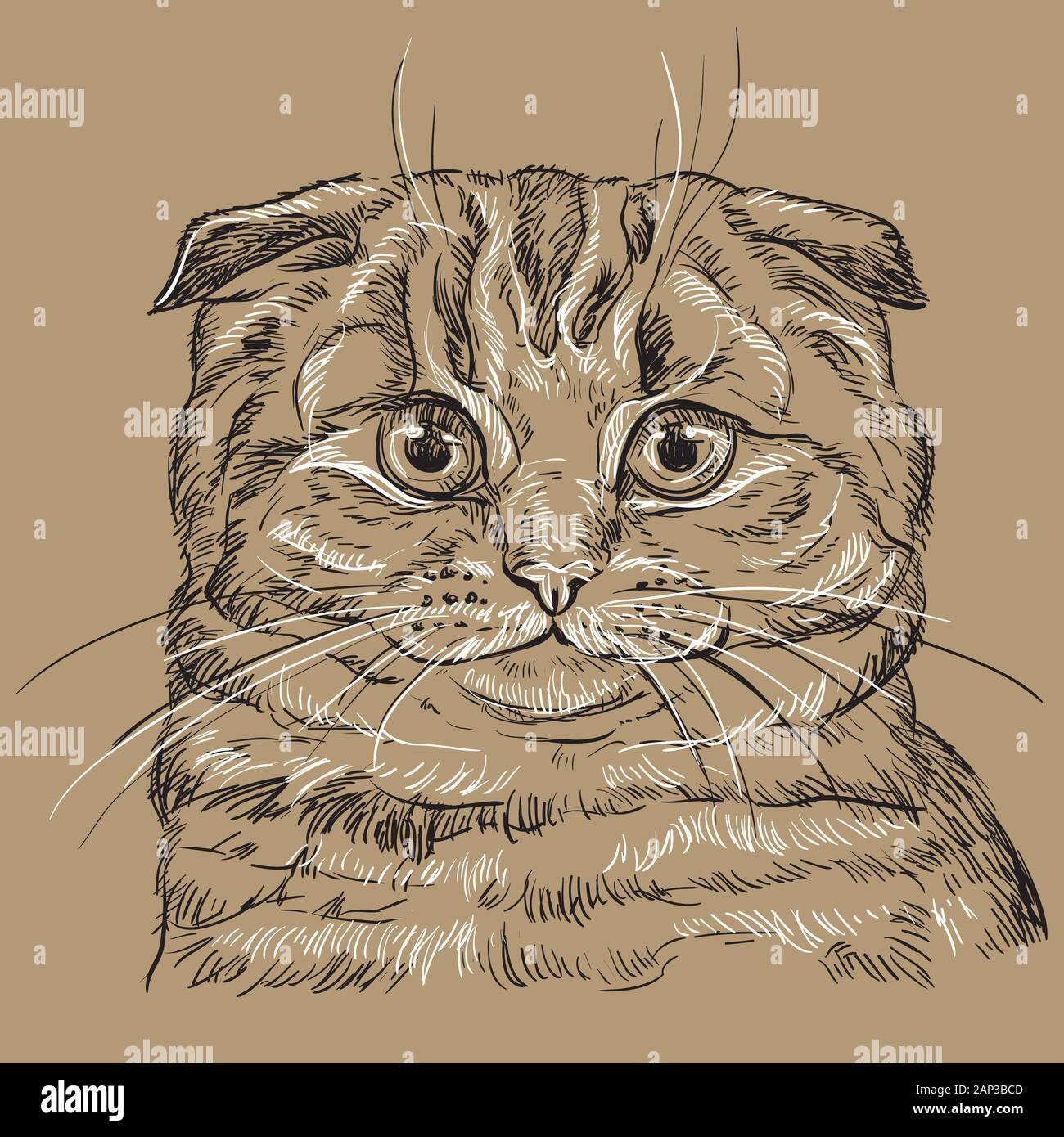 Vector hand drawing portrait of scottish fold cat in black and white colors isolated on beige background. Monochrome realistic portrait of cat. Vector Stock Vector