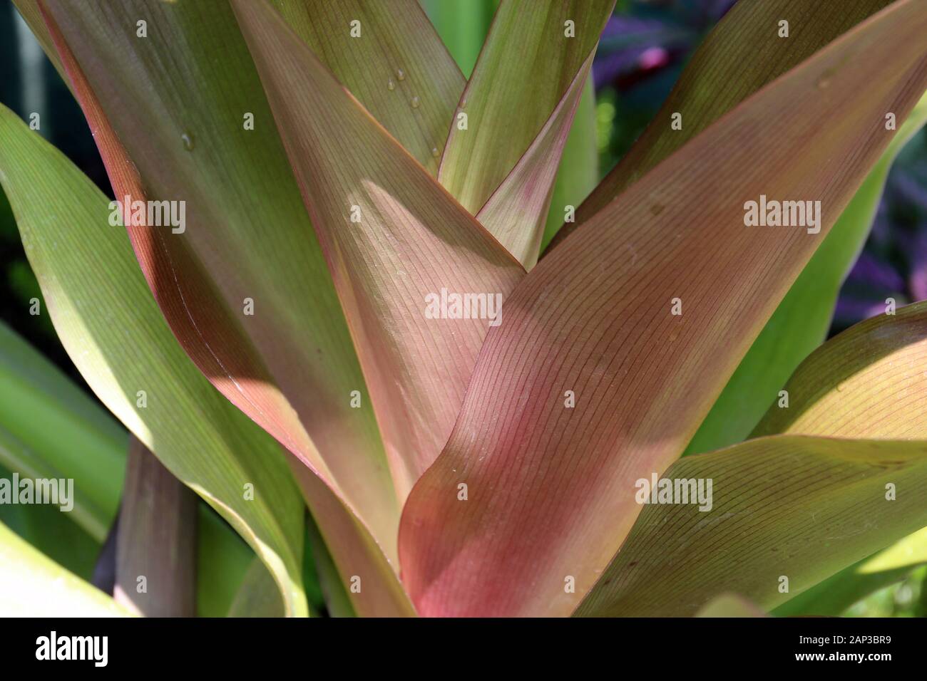 Close up of the veined leaves of a Purple Queen Lily plant with water droplets Stock Photo