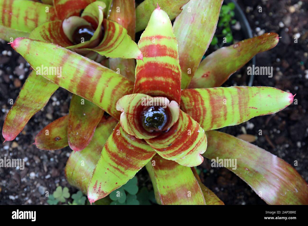 Close up of the center of a Bromeliad plant filled with water with red and green striped leaves Stock Photo