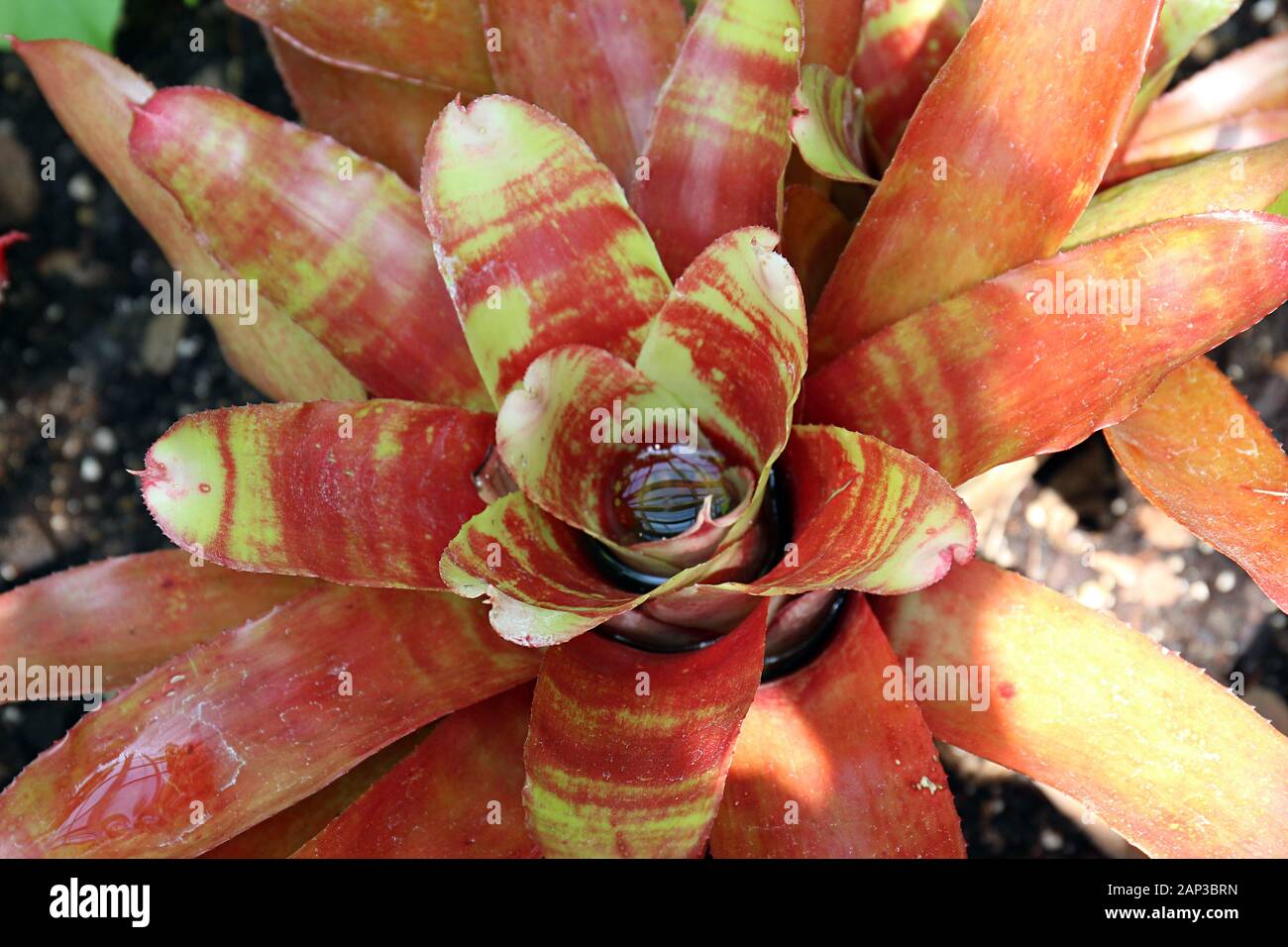 Close up of the center of a Bromeliad plant filled with water with red and green striped leaves Stock Photo
