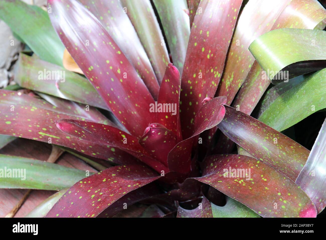 Close up of a red and green Bromeliad plant Stock Photo