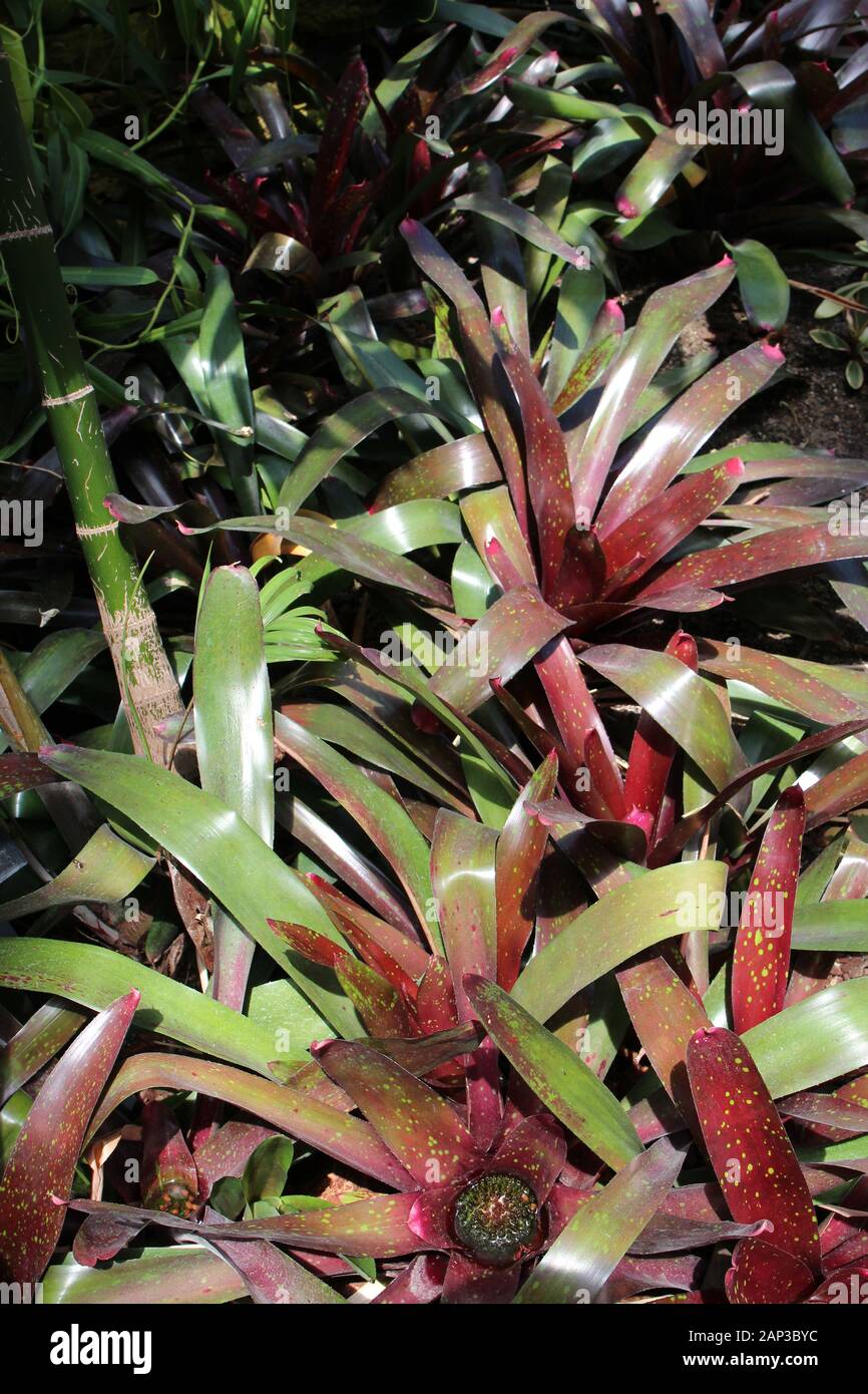 A group of red and green Bromeliads growing in a garden Stock Photo