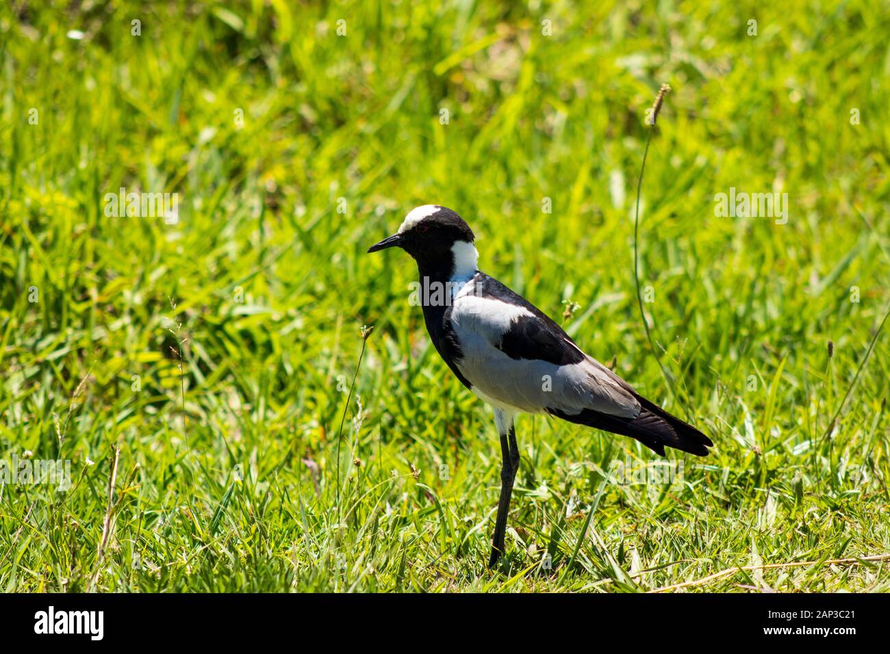 A Blacksmith Plover or Lapwing with grass as background Stock Photo