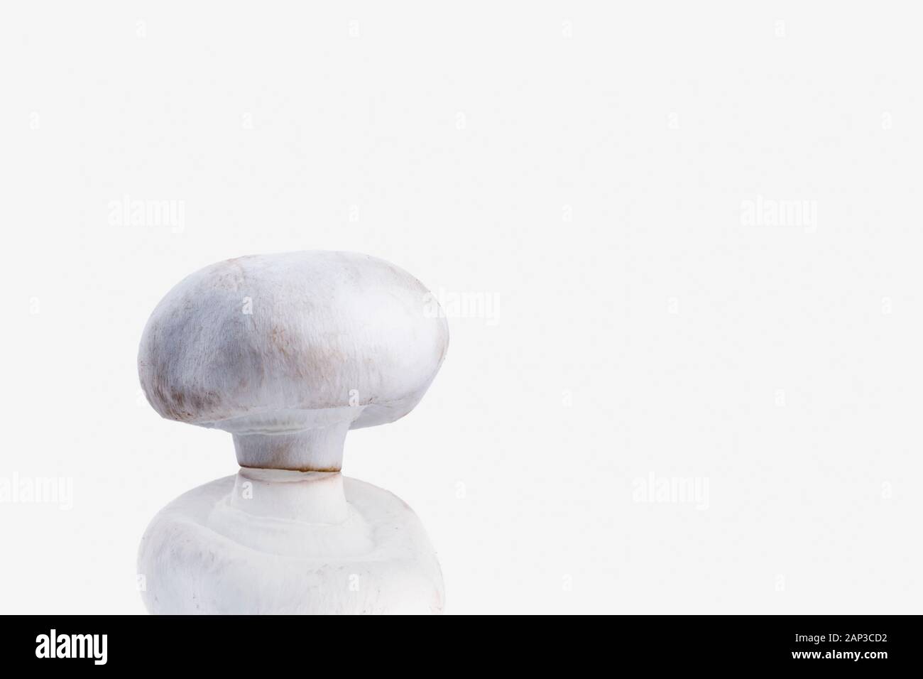 Standing champignon mushroom isolated on white background with space for text. Stock Photo