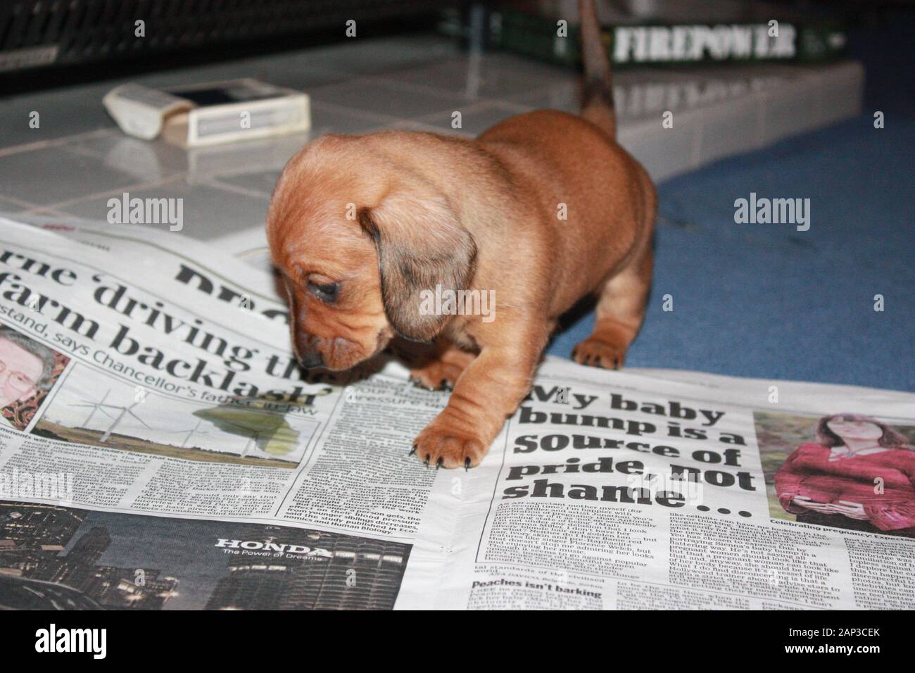 One Of The World S Best Loved Dog Breeds The Miniature Dachshund Otherwise Known As A Sausage Dog Stock Photo Alamy One Of The World S Best Loved Dog Breeds The Miniature Dachshund Otherwise Known As A Sausage Dog Stock Photo Alamy