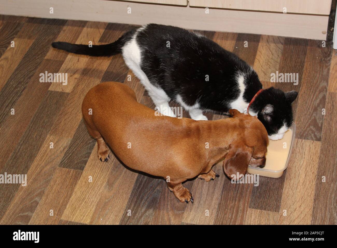 One Of The World S Best Loved Dog Breeds The Miniature Dachshund