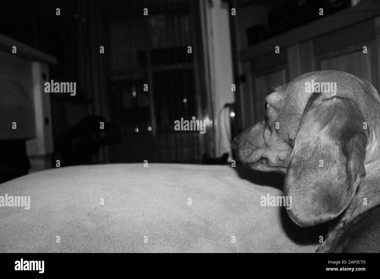 One of the world's best loved dog breeds, the Miniature Dachshund