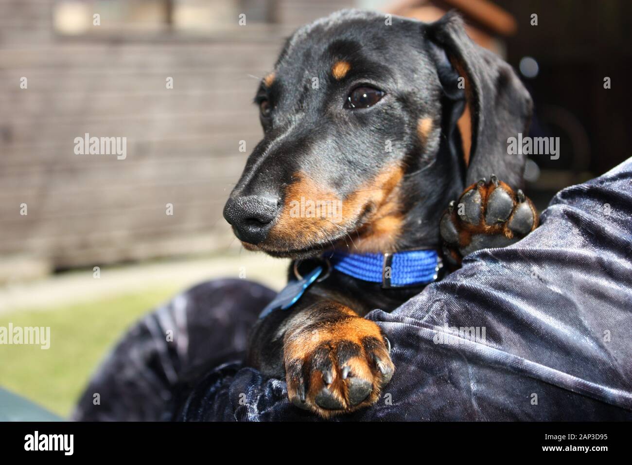 One of the world's best loved dog breeds, the Miniature Dachshund