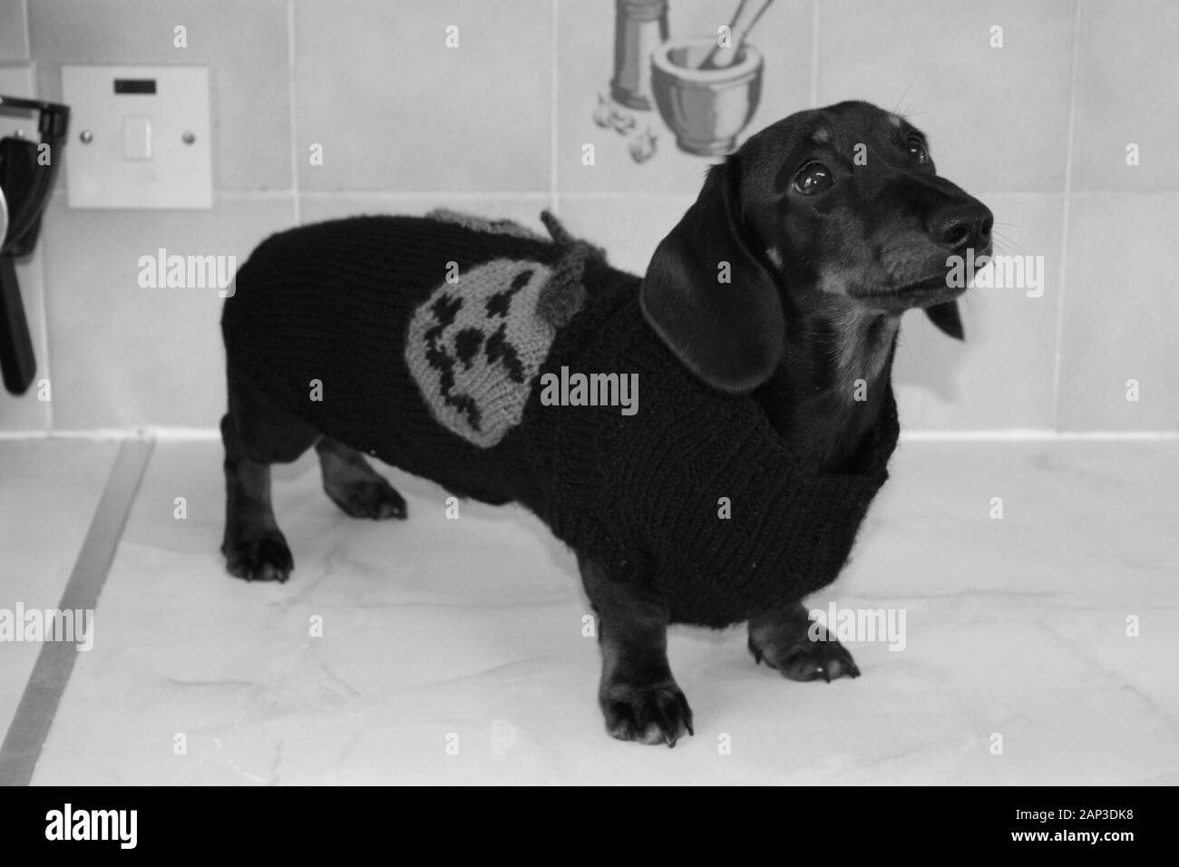 One of the world's best loved dog breeds, the Miniature Dachshund