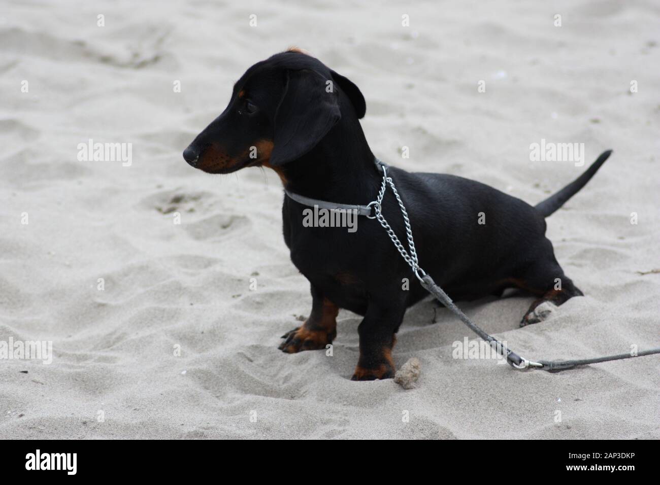one-of-the-world-s-best-loved-dog-breeds-the-miniature-dachshund