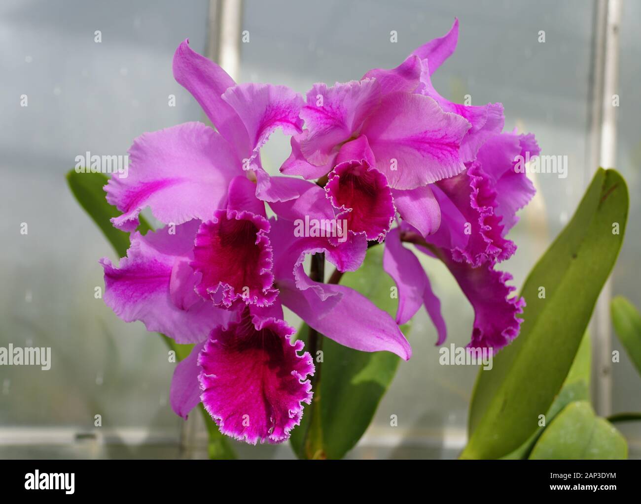 Beautiful light and dark purple cattleya orchid flowers Stock Photo