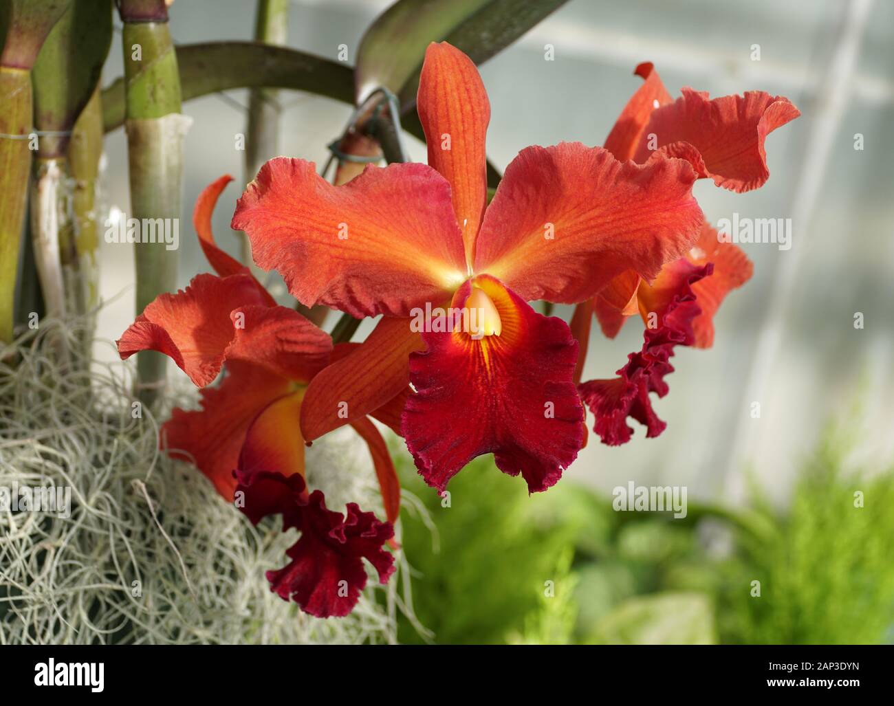 Beautiful and stunning red color of cattleya orchid flowers Stock Photo