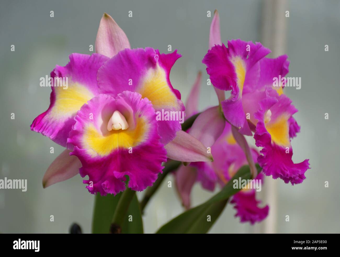 Beautiful light purple and yellow cattleya orchid flowers Stock Photo