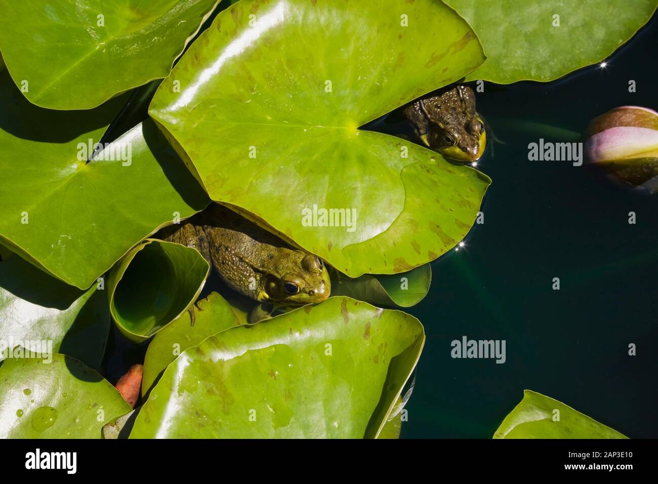 Close-up of Rana clamitans - Green Frogs resting on a Nymphaea - Water Lily pads on the surface of a pond in late spring Stock Photo