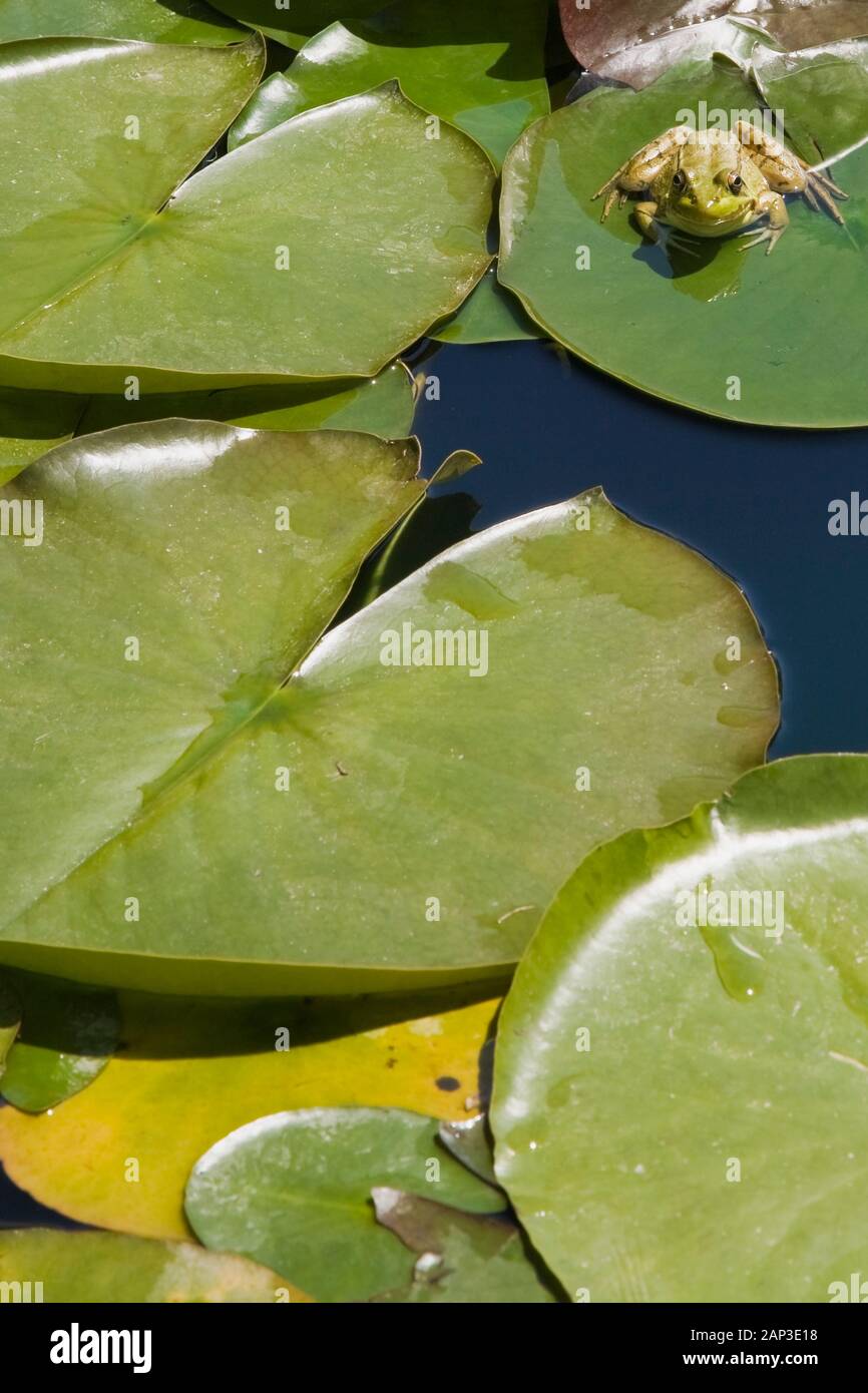 Close-up of Rana clamitans - Green Frog resting on a Nymphaea - Water Lily pad on the surface of a pond in late spring Stock Photo