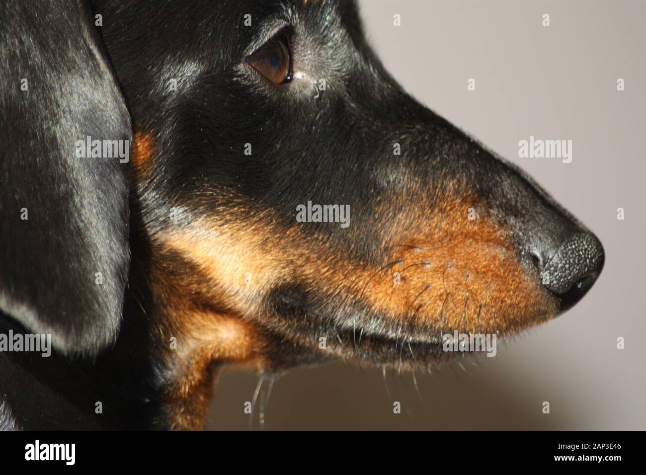 One of the world's best loved dog breeds, the Miniature Dachshund