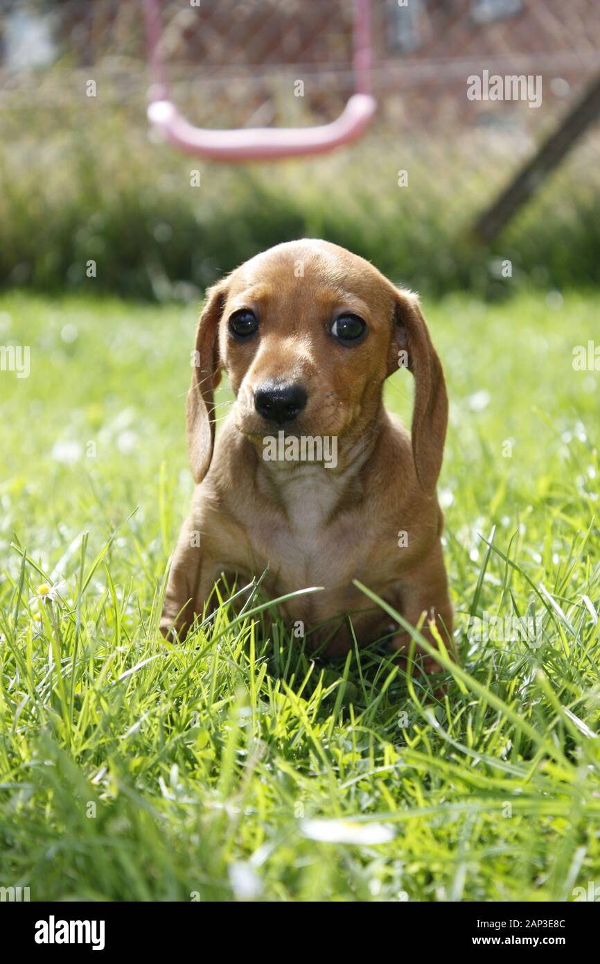 One of the world's best loved dog breeds, the Miniature Dachshund