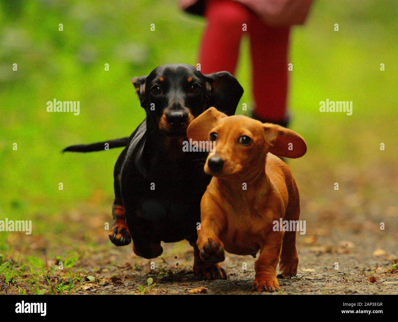 sausage dog breed