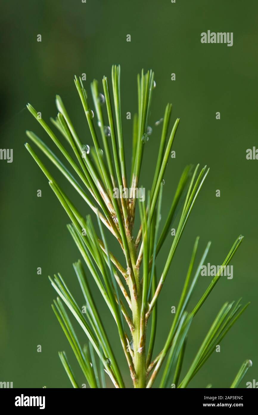 Needle shaped leaves hires stock photography and images Alamy