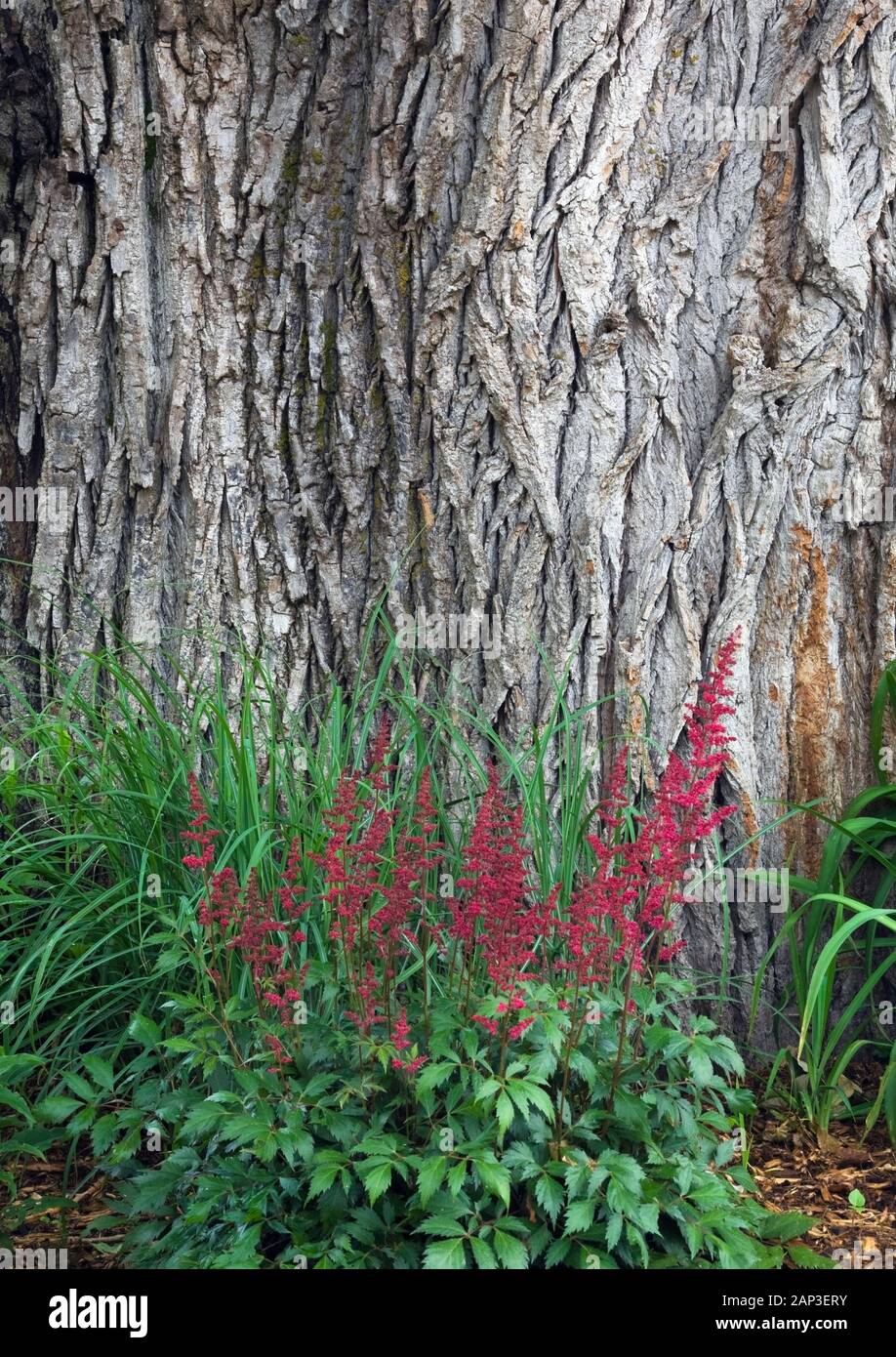 Red Astilbe flowers in mulch border against a large Populus deltoides - Poplar tree trunk in summer Stock Photo