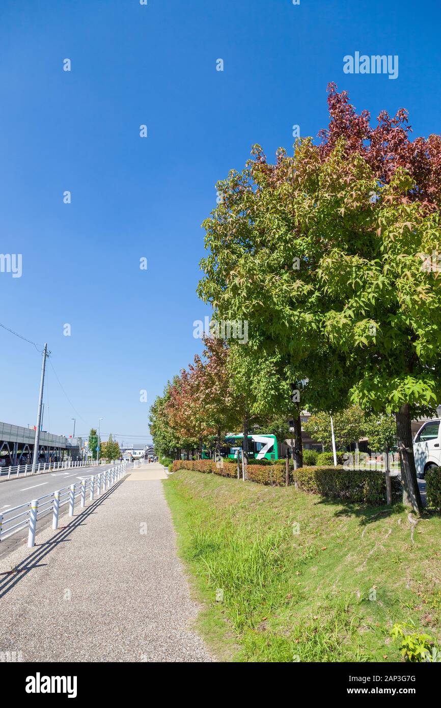Maple leaf with clear blue sky background., tree maple leaves have ...