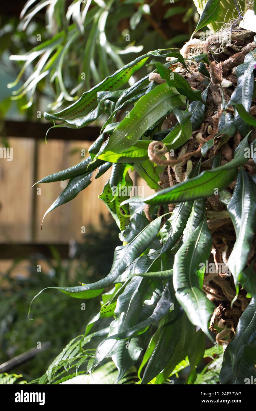 Microgramma megalophylla fern plant. Stock Photo