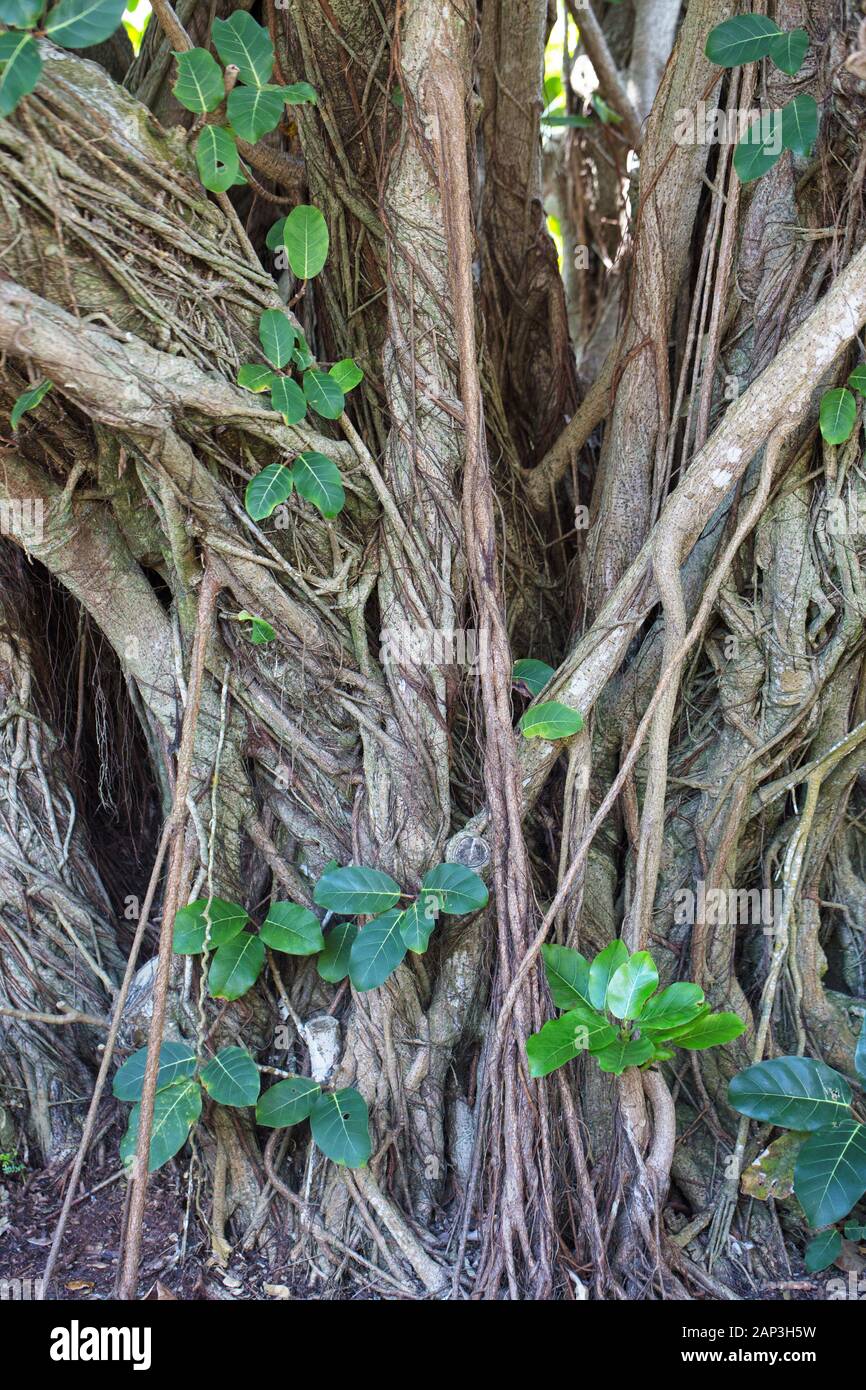 Ficus lutea close up. Stock Photo