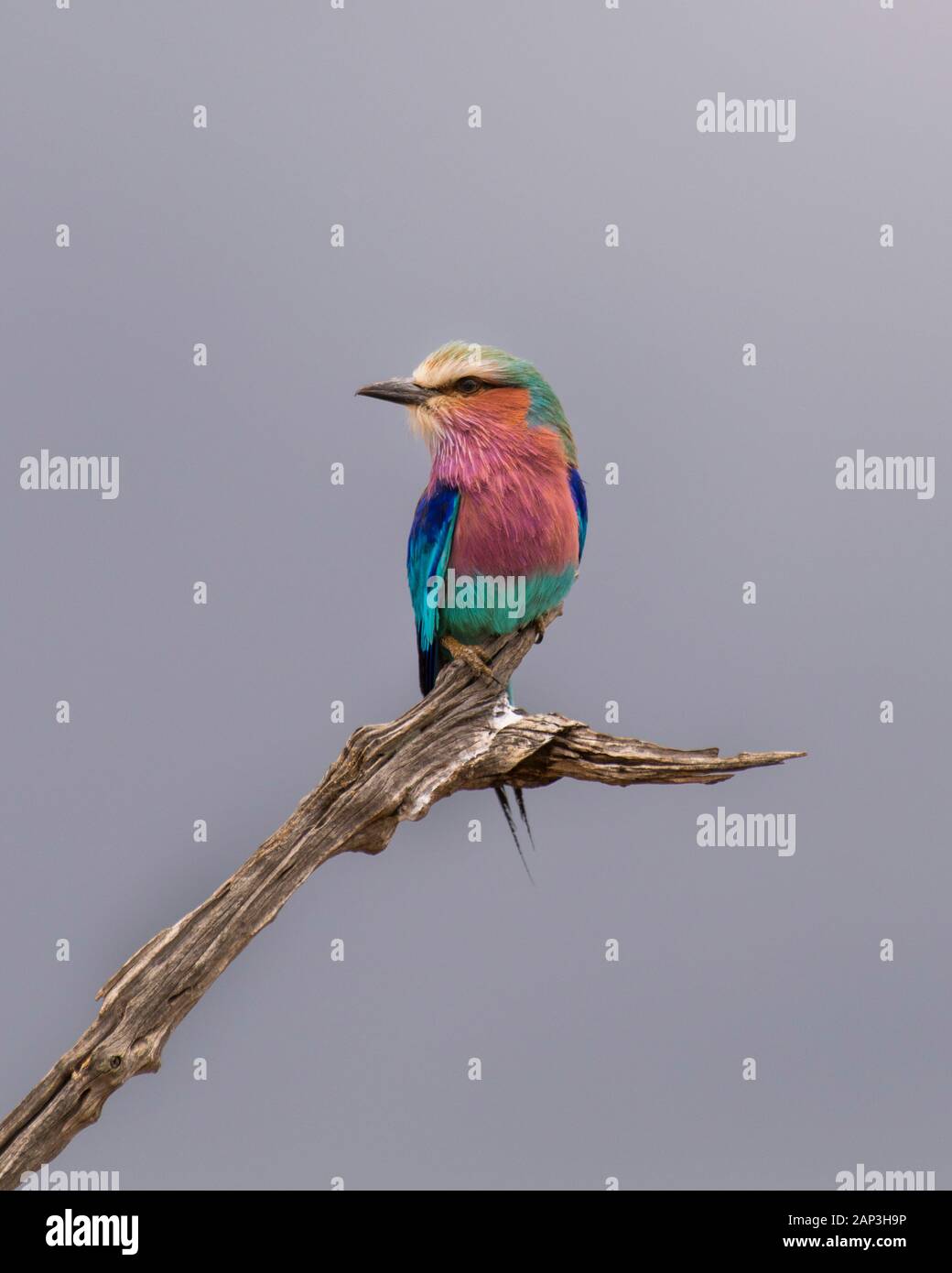 Portrait of a Lilac Breasted on a branch with a grey sky/background in Tanzania, Africa. . Stock Photo