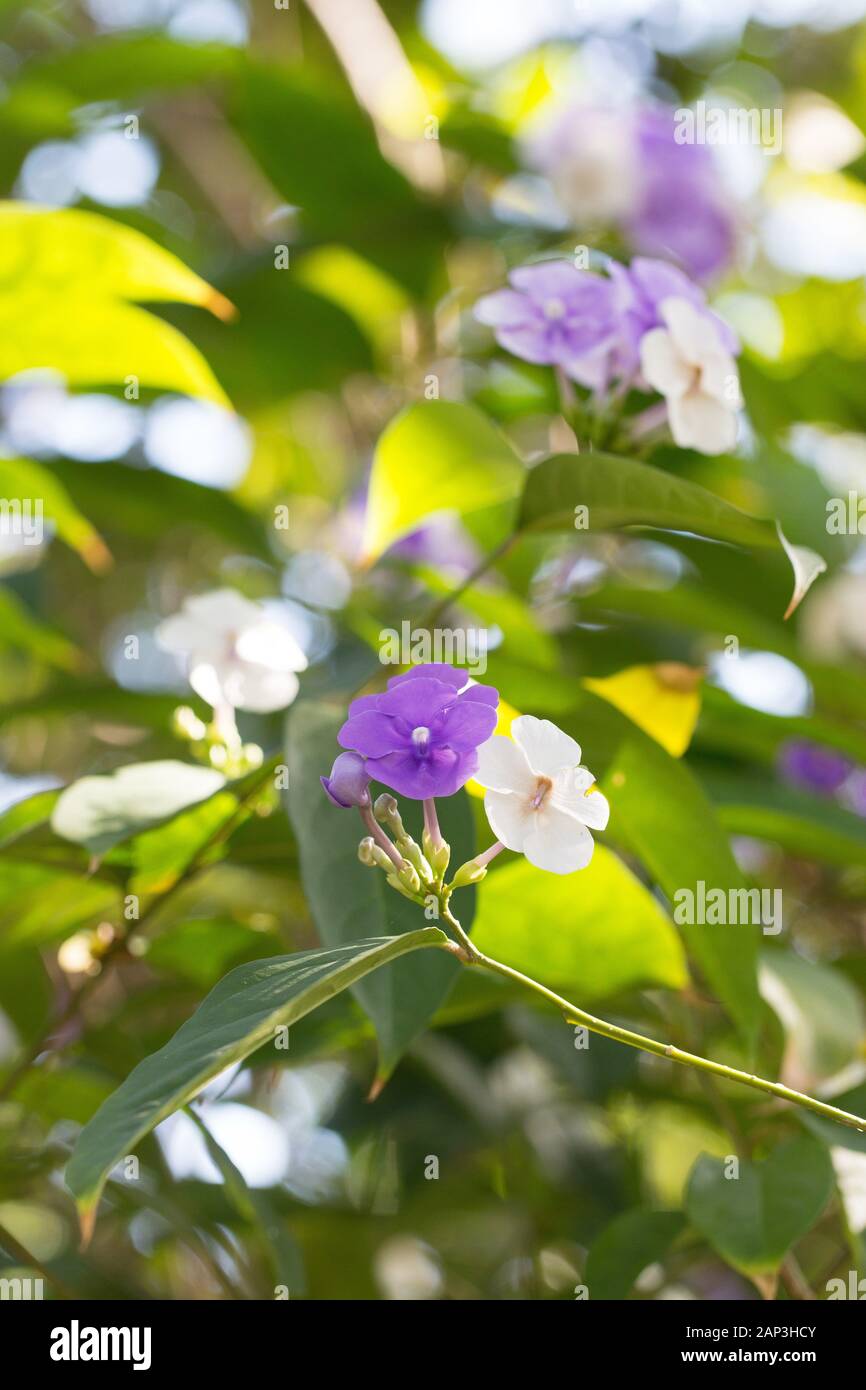 Brunfelsia grandiflora 'Yesterday Today and Tomorrow' flowers Stock Photo Alamy