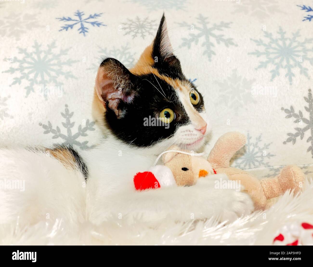 Pumpkin. a three-month-old calico kitten, plays with a plush Christmas toy, Dec. 26, 2014, in Coden, Alabama. Stock Photo