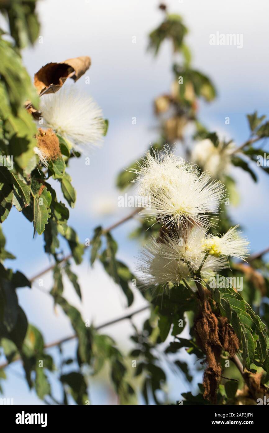 CALLIANDRA HAEMATOCEPHALA 'ALBA' white powder puff Stock Photo Alamy