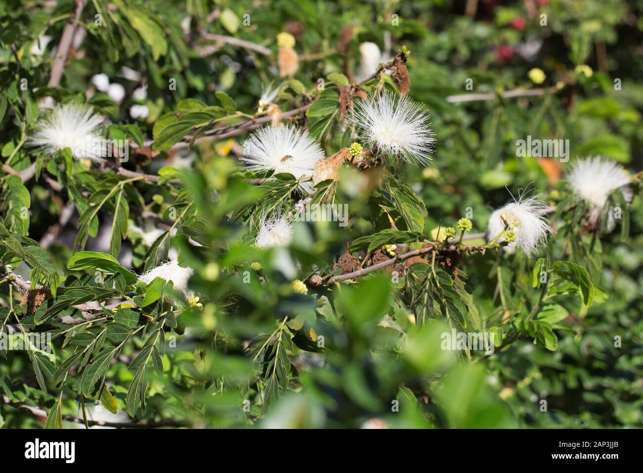 CALLIANDRA HAEMATOCEPHALA 'ALBA' white powder puff Stock Photo Alamy
