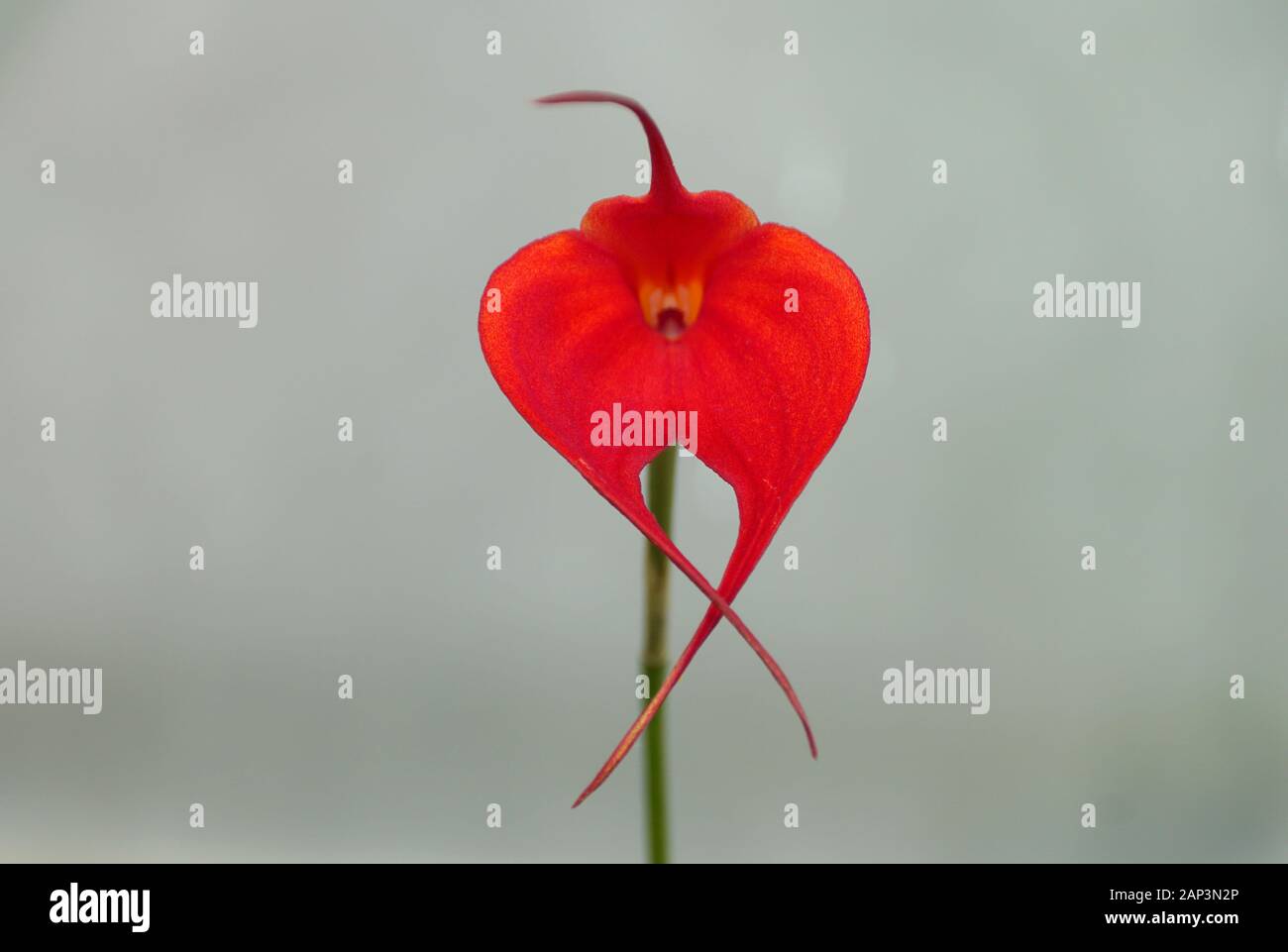Beautiful tiny red Masdevallia 'Samantha Kha' orchid Stock Photo