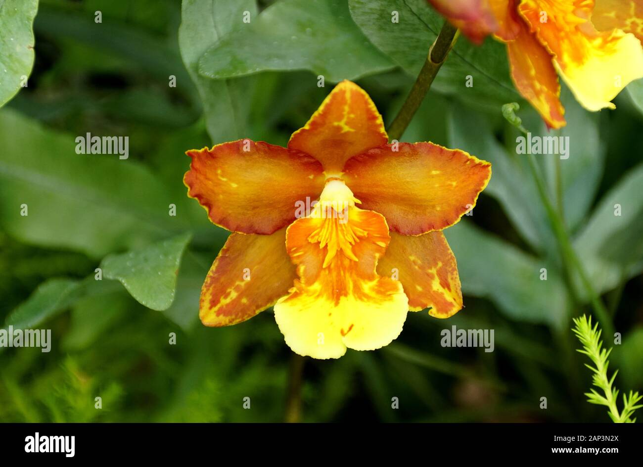 Beautiful orange and yellow Oncidium orchid flower Stock Photo