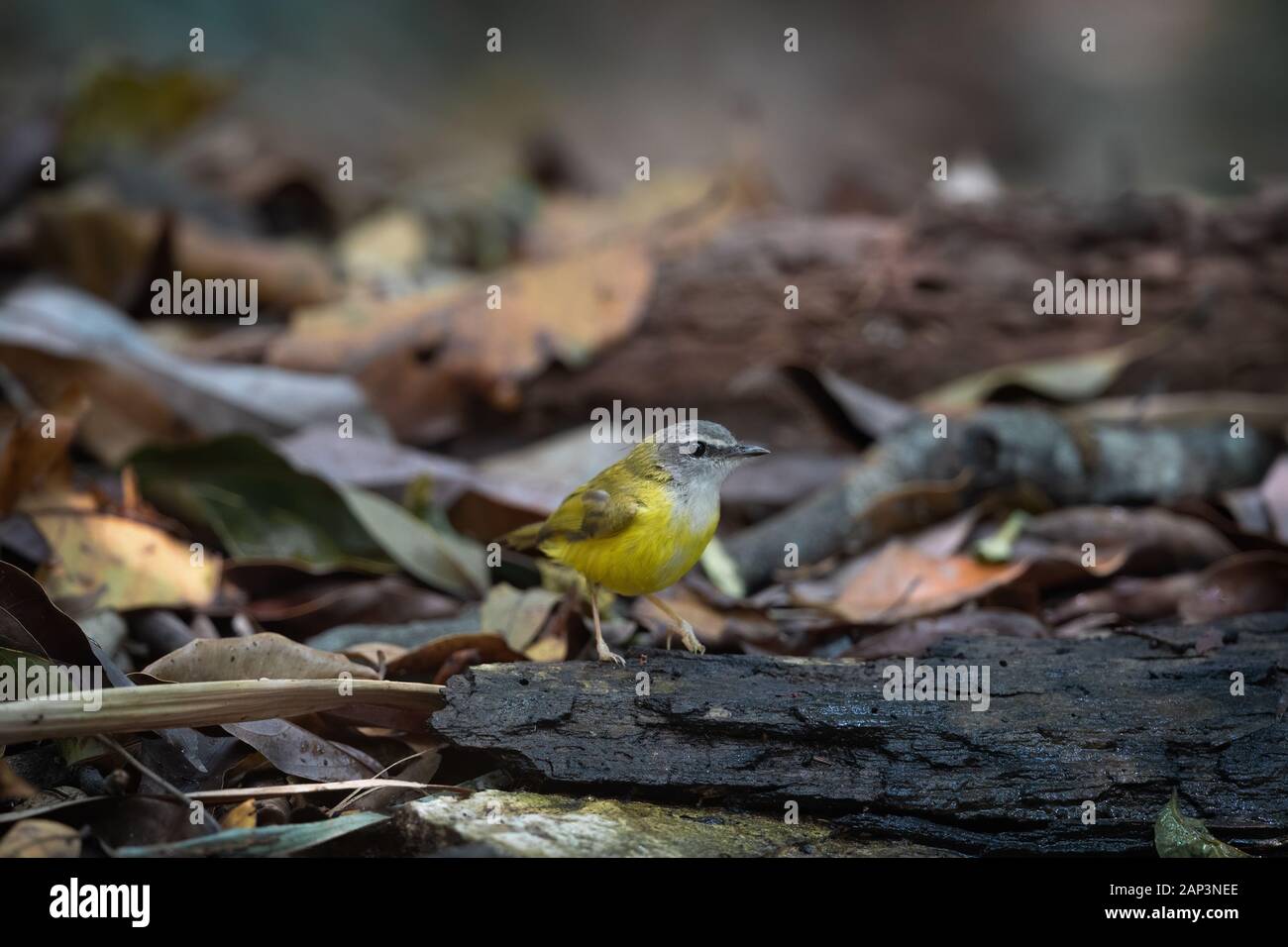 The yellow-bellied warbler (Abroscopus superciliaris) is a species of bush warbler (family Cettiidae). Stock Photo