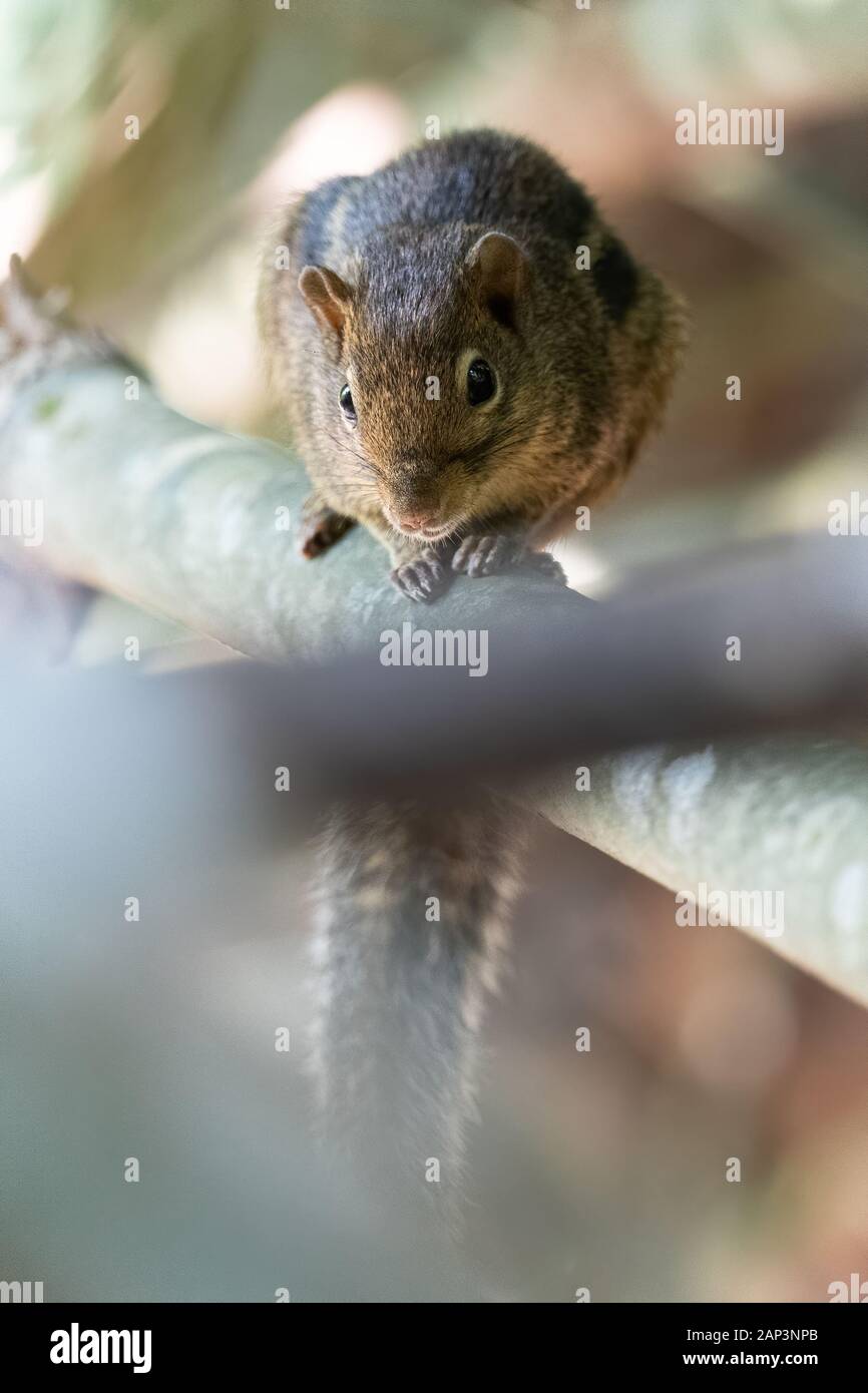 The Berdmore's ground squirrel (Menetes berdmorei) is a ground squirrel found in Southeast Asia, from the east of Myanmar to Vietnam. It is however ab Stock Photo