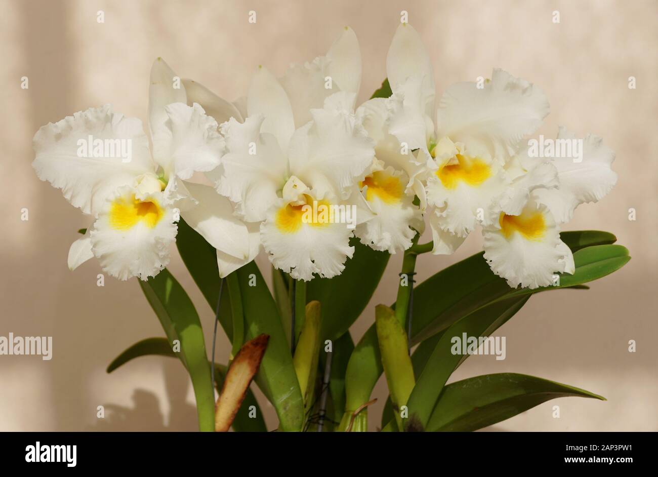 Stunning white and yellow Cattleya Bob Betts orchid flowers Stock Photo