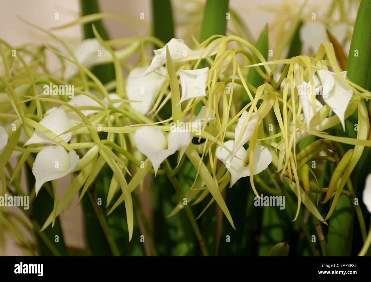 Beautiful white Brassavola Little Stars tiny orchid flowers Stock Photo